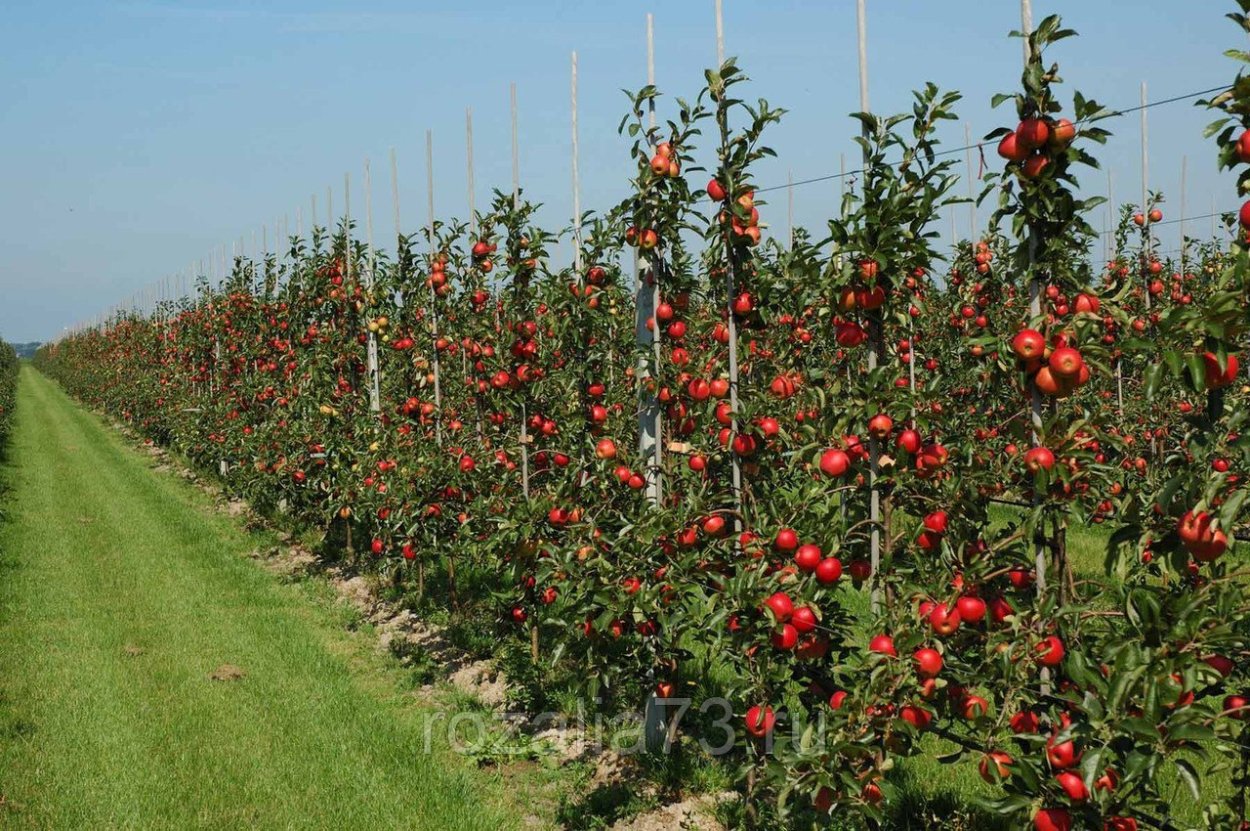 Яблоня колоновидная Айдаред