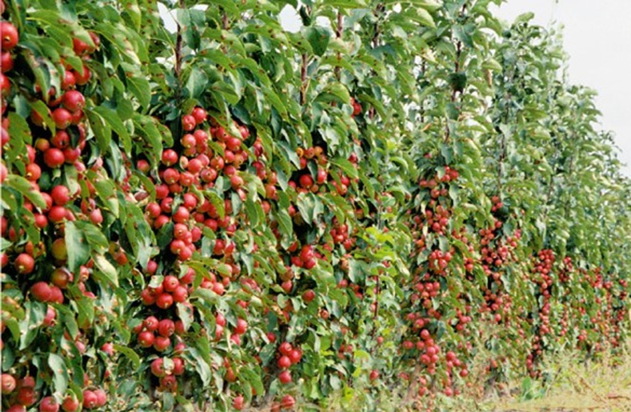 Саженцы яблоня колоновидная малиновое ожерелье