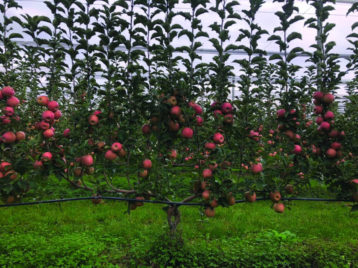 Карликовый подвой м9