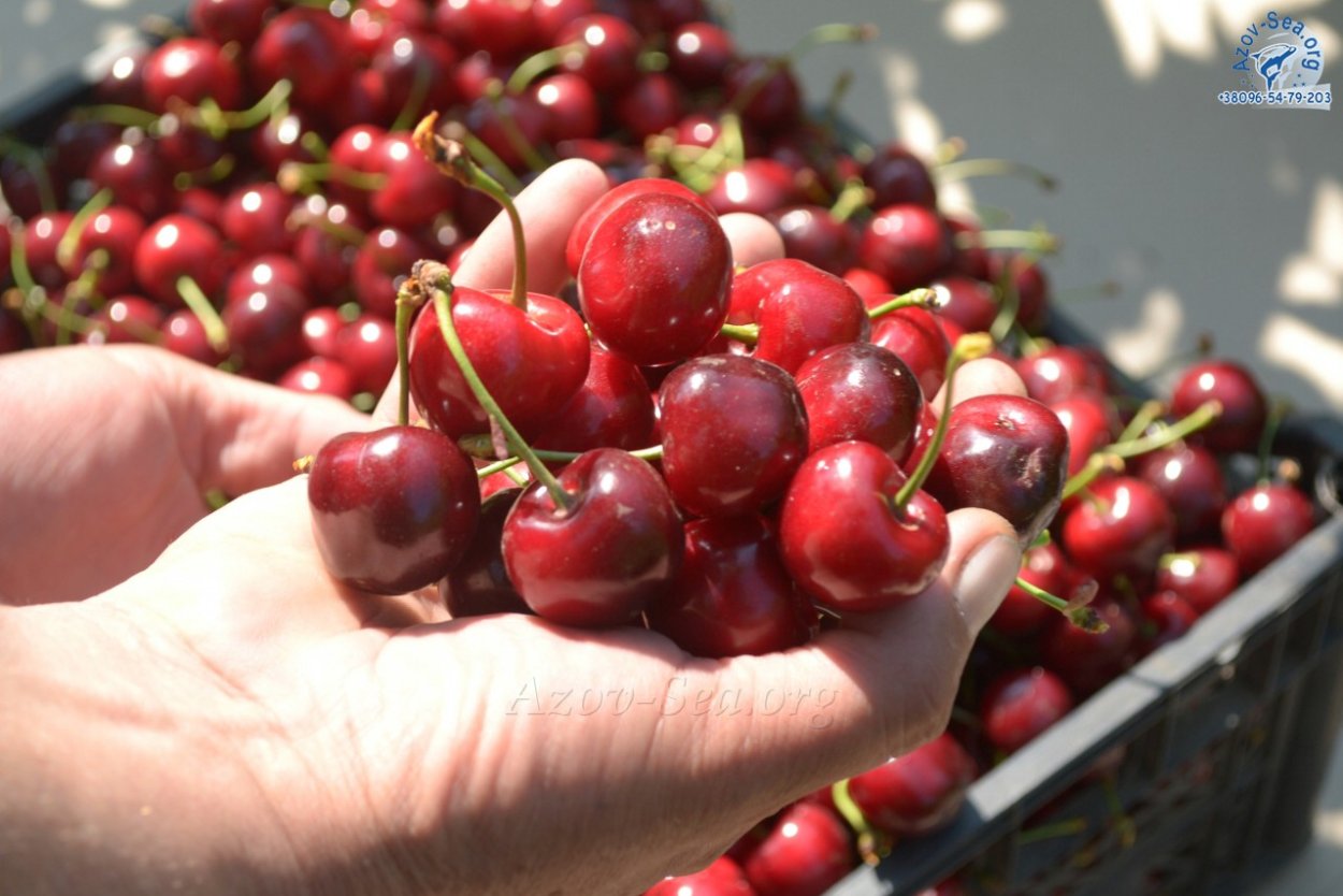 Сбор урожая вишни