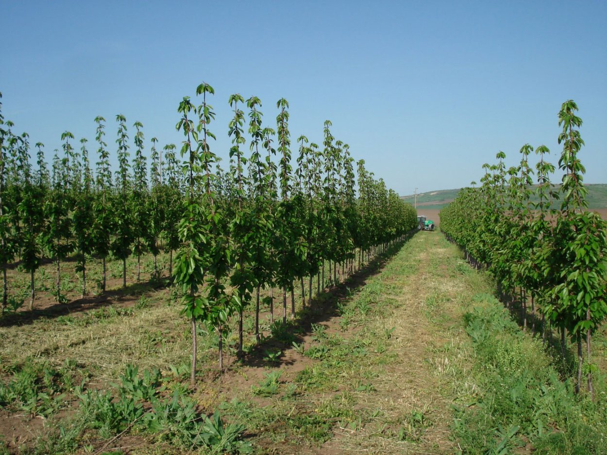 Интенсивный Черешневый сад