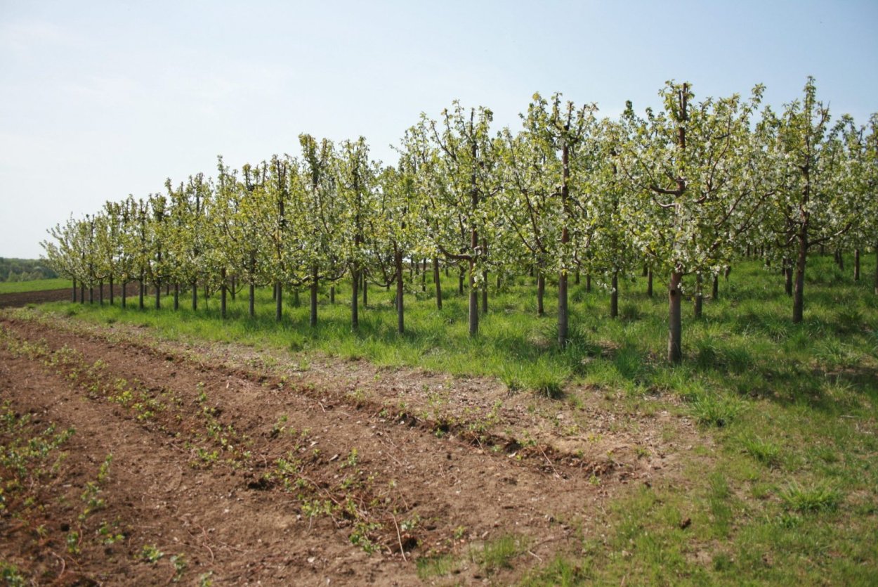 Интенсивный Черешневый сад