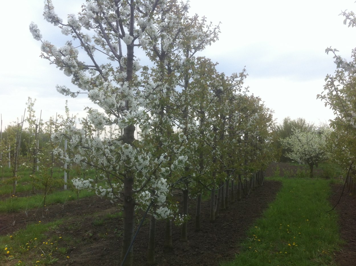 Веретеновидная крона черешни на подвое ВСЛ 2