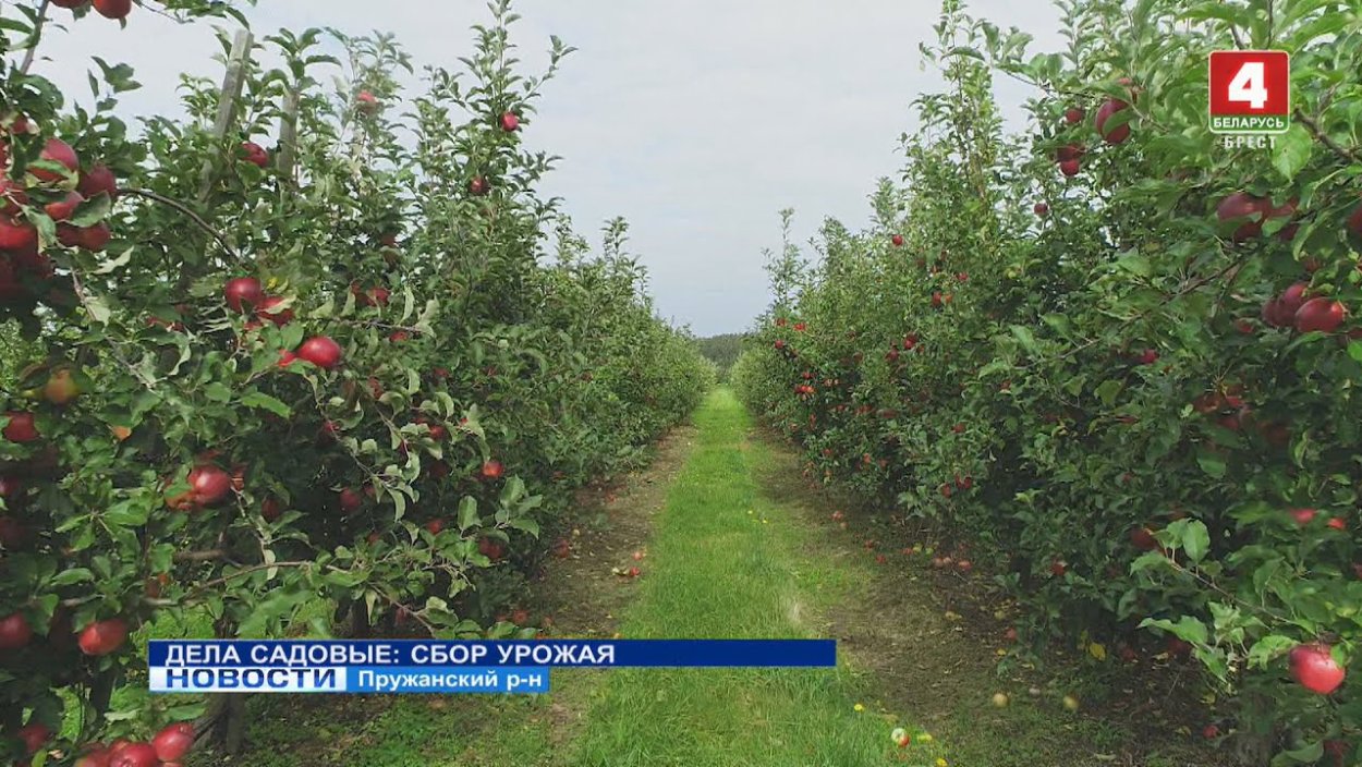 Даты сбора урожая