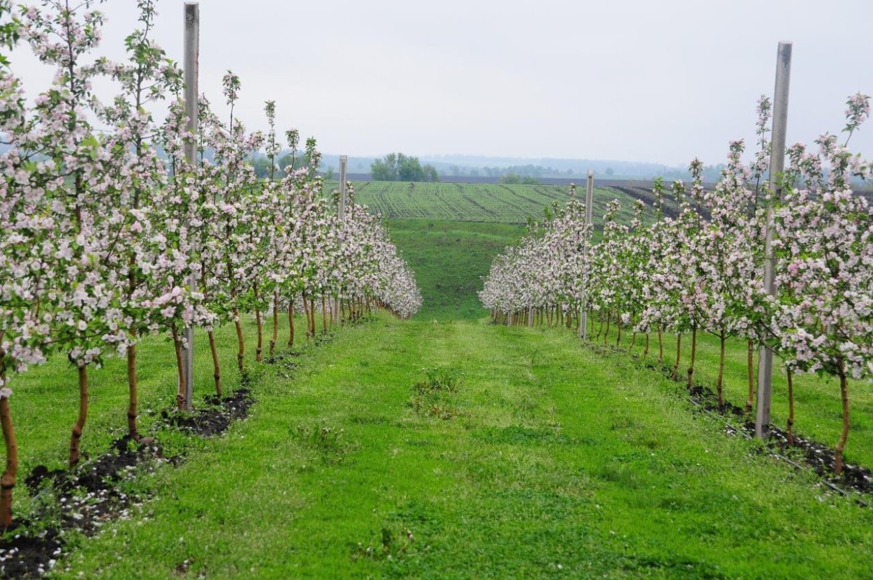 Яблоневый сад Курск