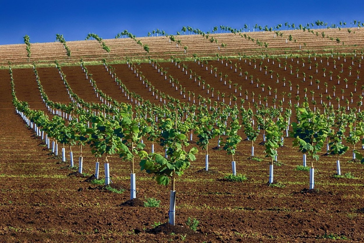 Агрокультура интенсивный сад