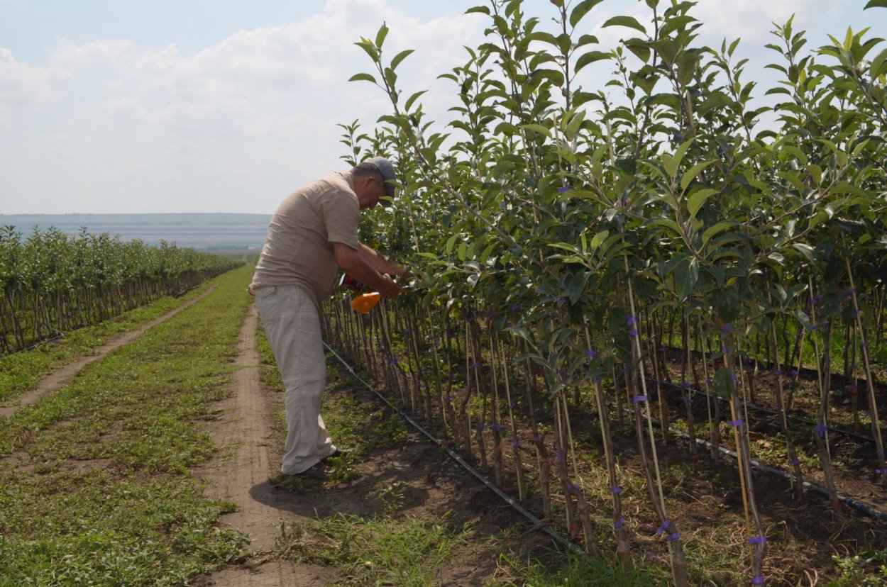 Растениеводство Садоводство