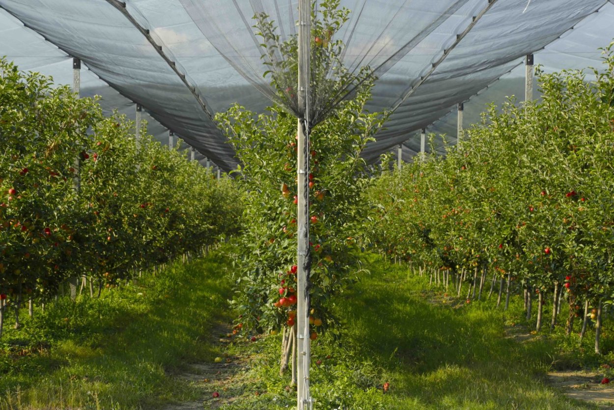 Суперинтенсивный Яблоневый сад