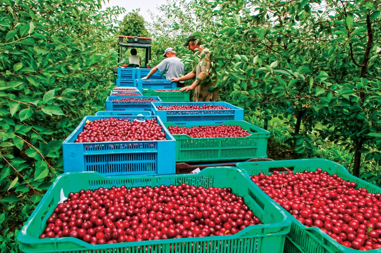 Плантация черешни в Узбекистане