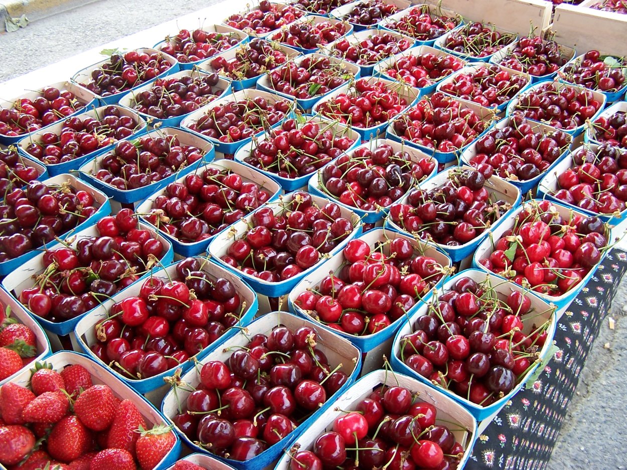 Плантация черешни