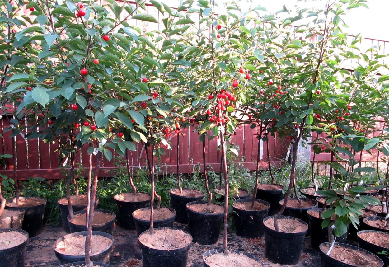 Вишня войлочная Шоколадница