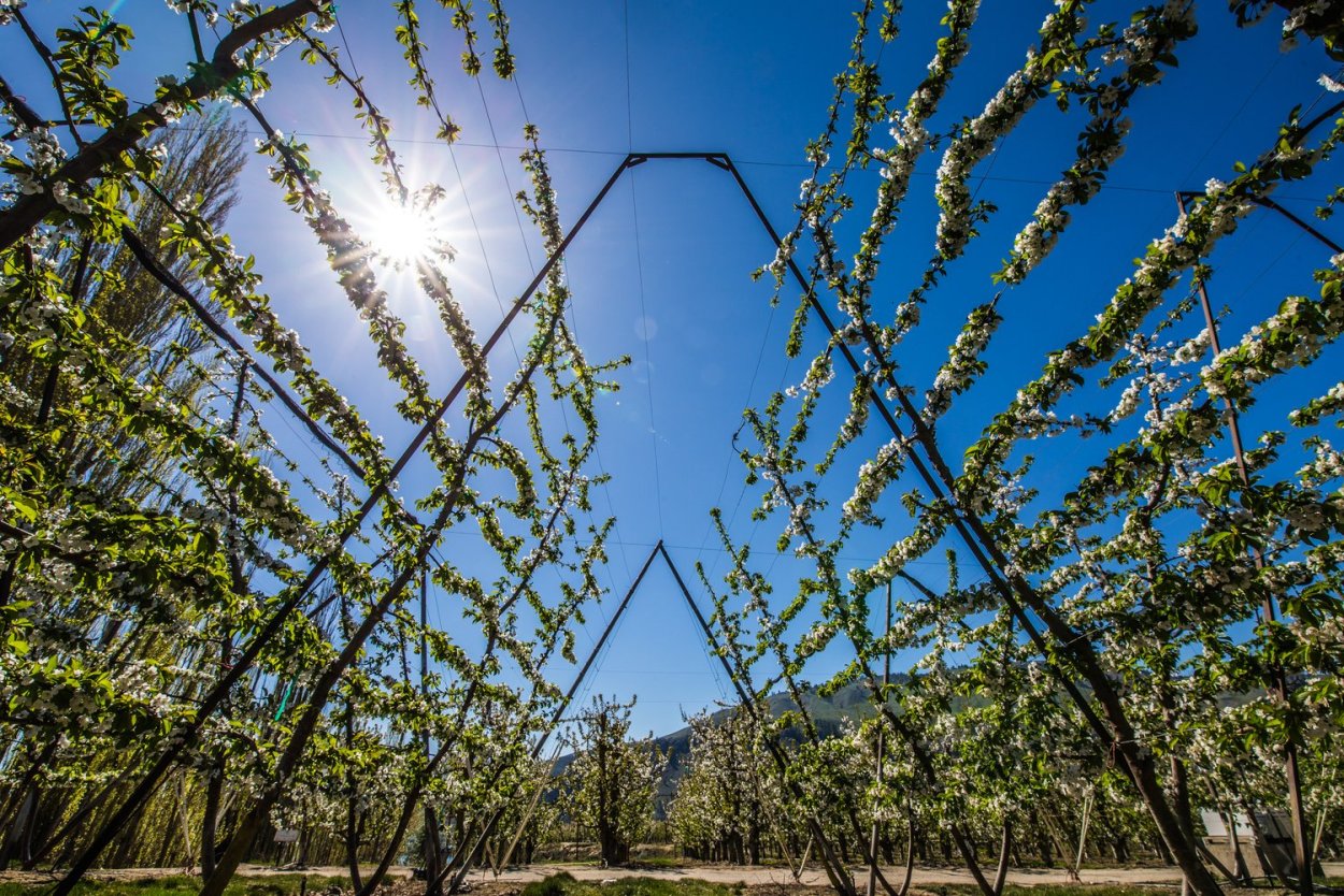 Пальметта дерево