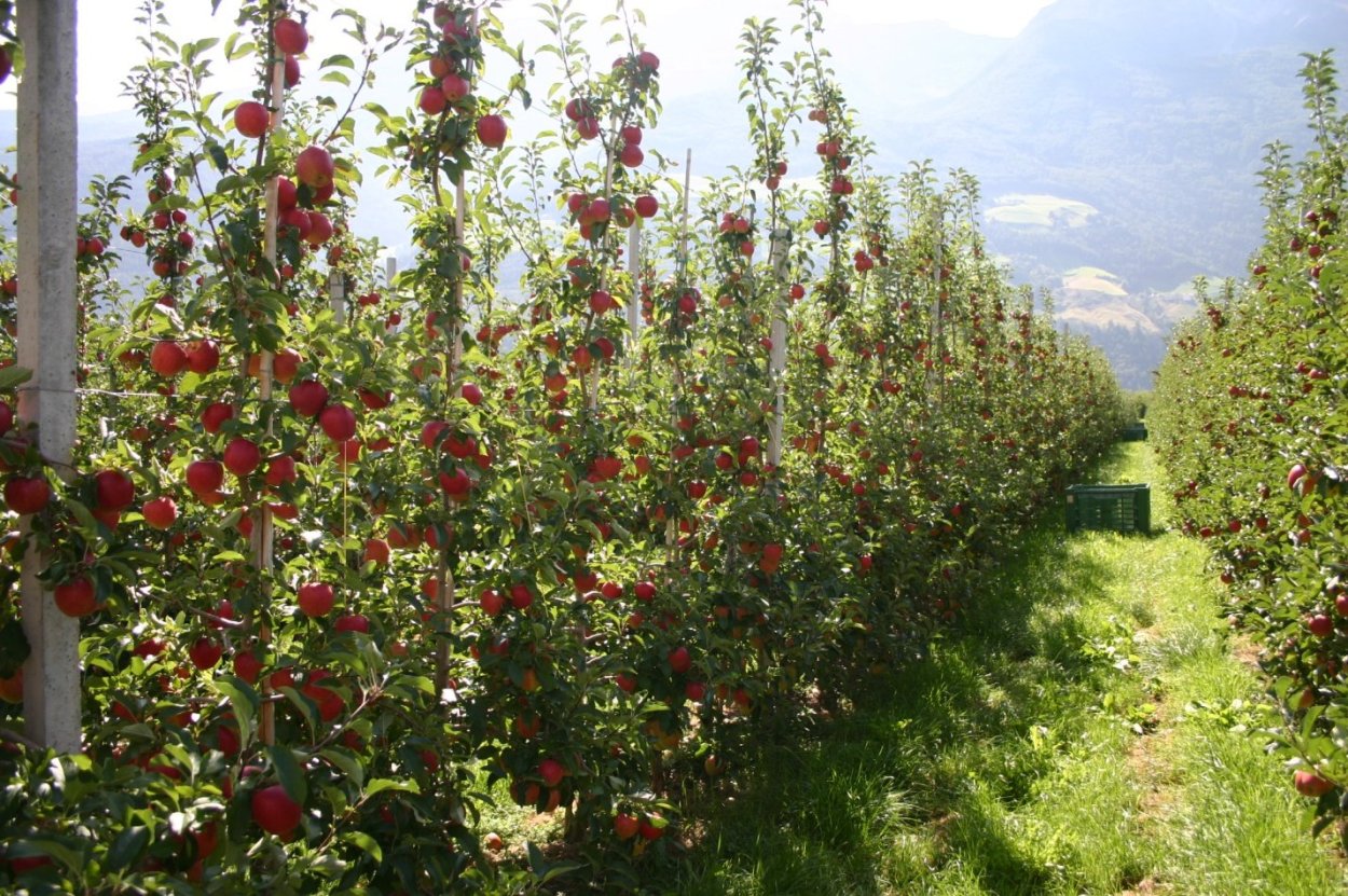 Интенсивный Яблоневый сад