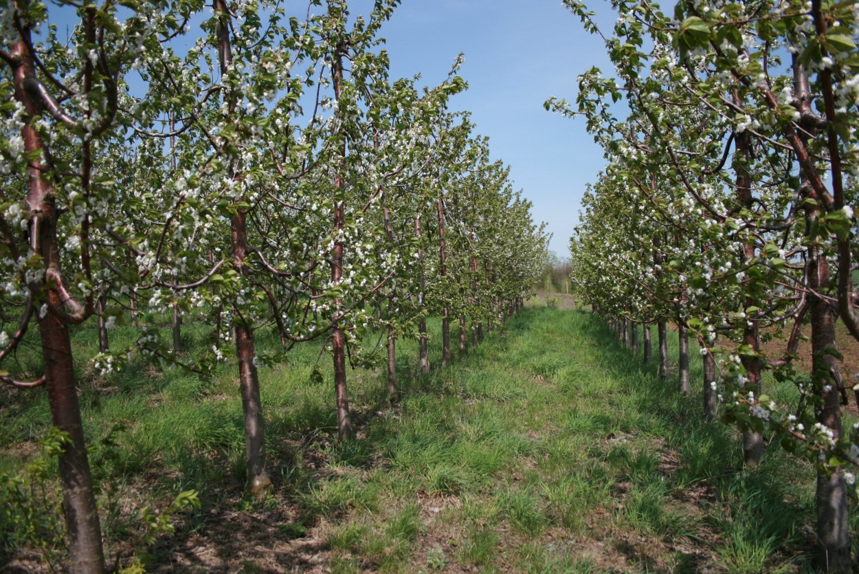 Черешня Ревна высота взрослого дерева
