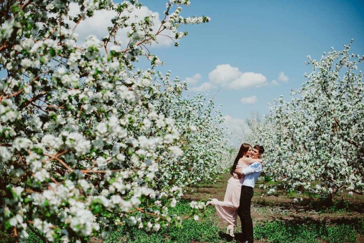Яблоневый сад Вологда