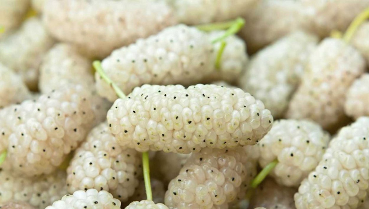 Шелковица Морус Альба