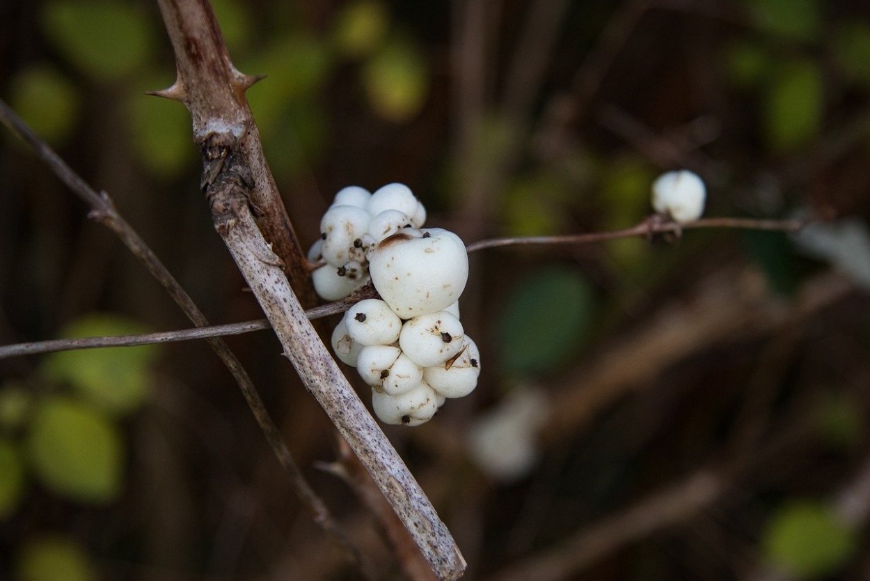Снежноягодник почки