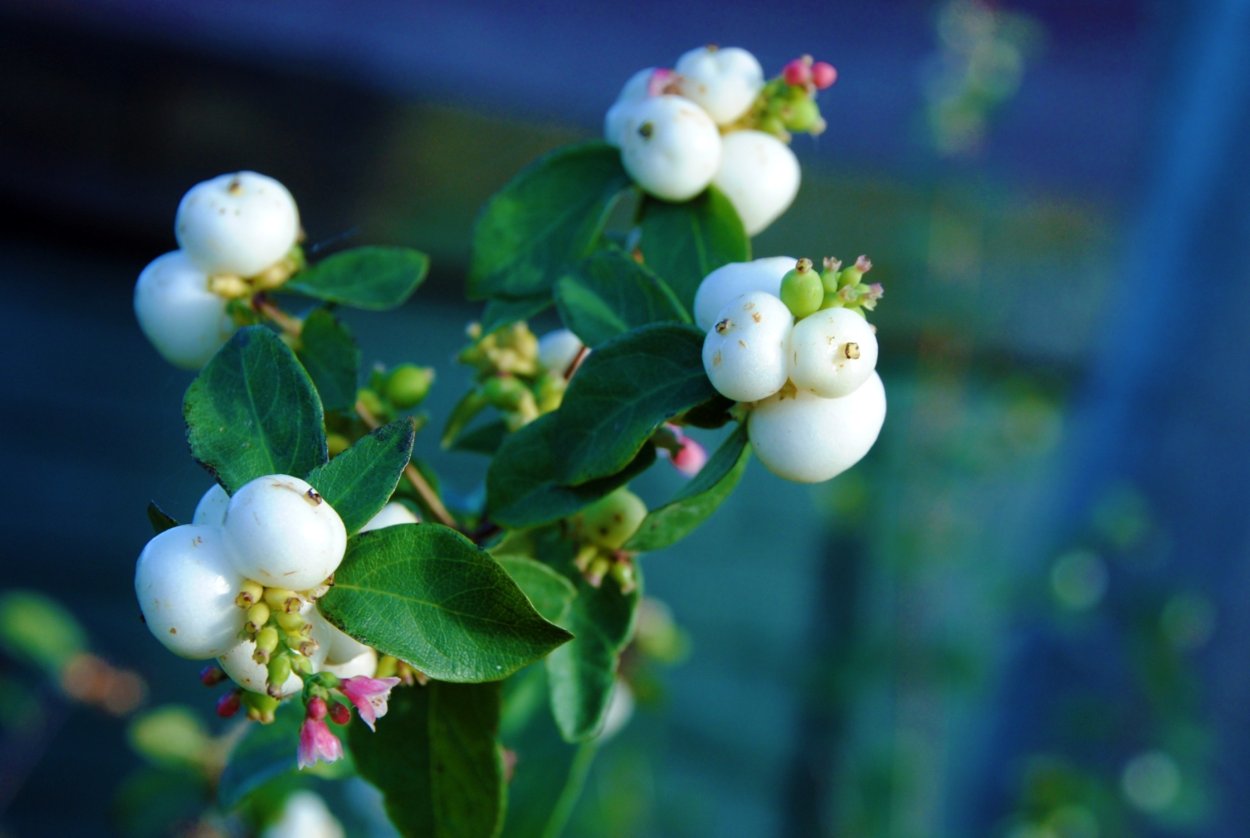 Whiteberry ягода