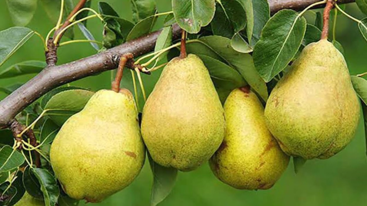 Груша обыкновенная Вильямс (в тубе)