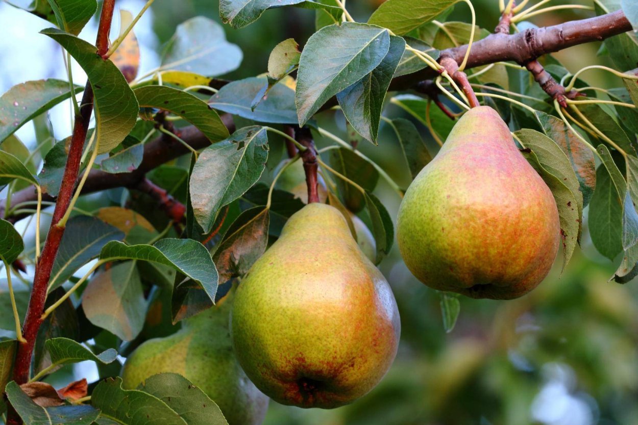 Сорт груши Ноябрьская