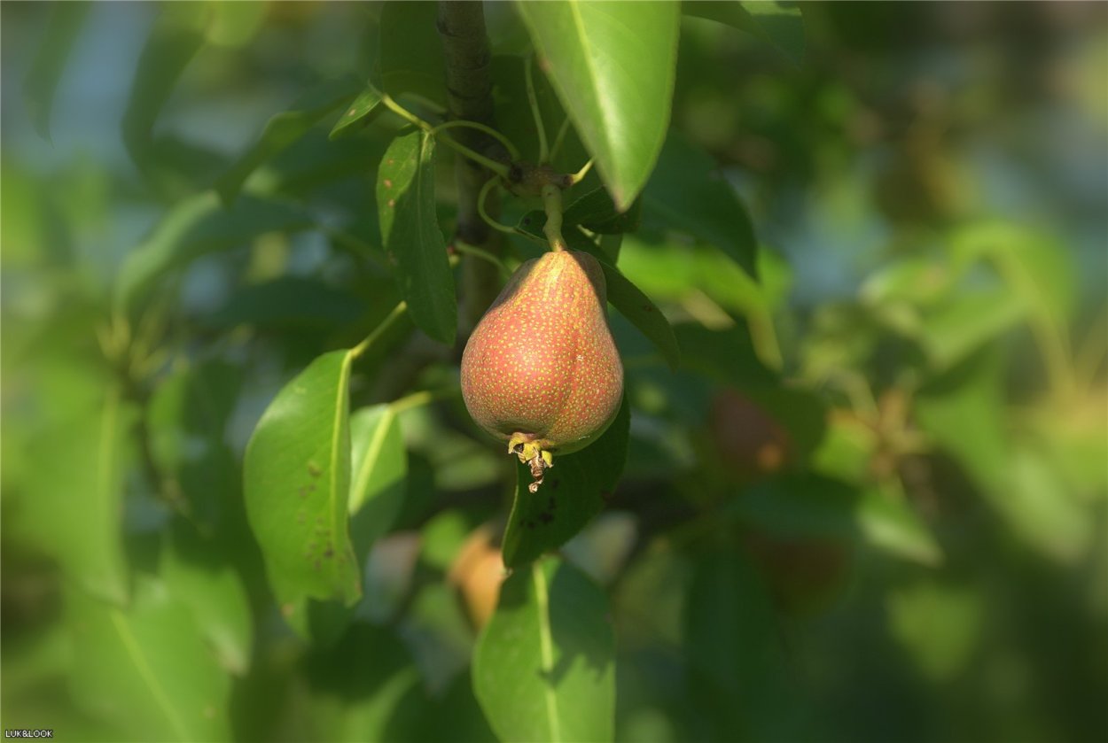 Лесная груша дичка