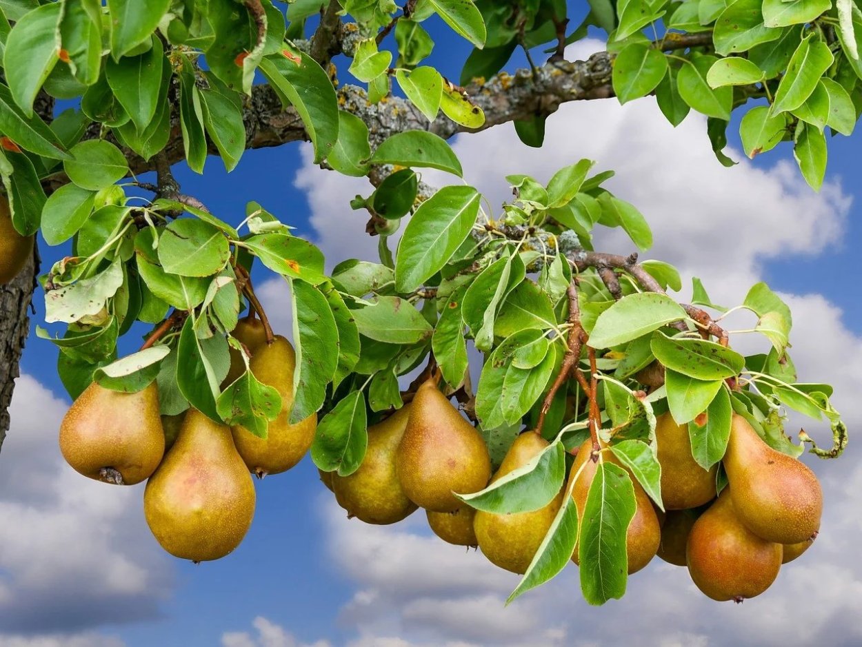 Груша Армут