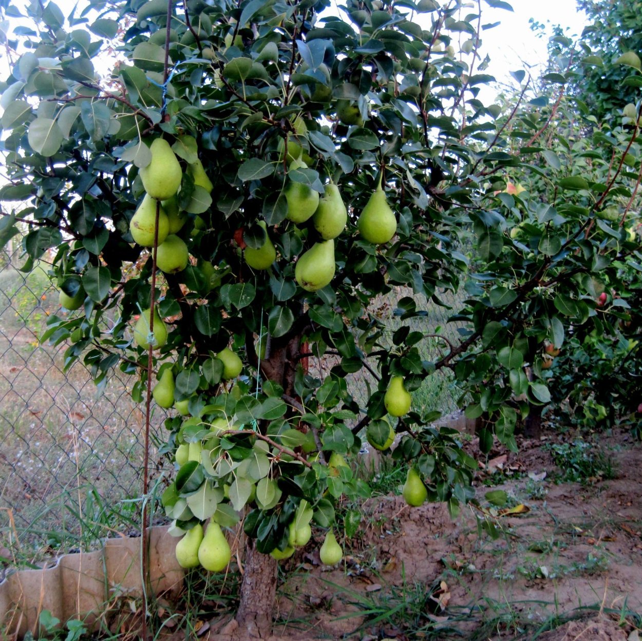 Груша Лесная красавица колоновидная