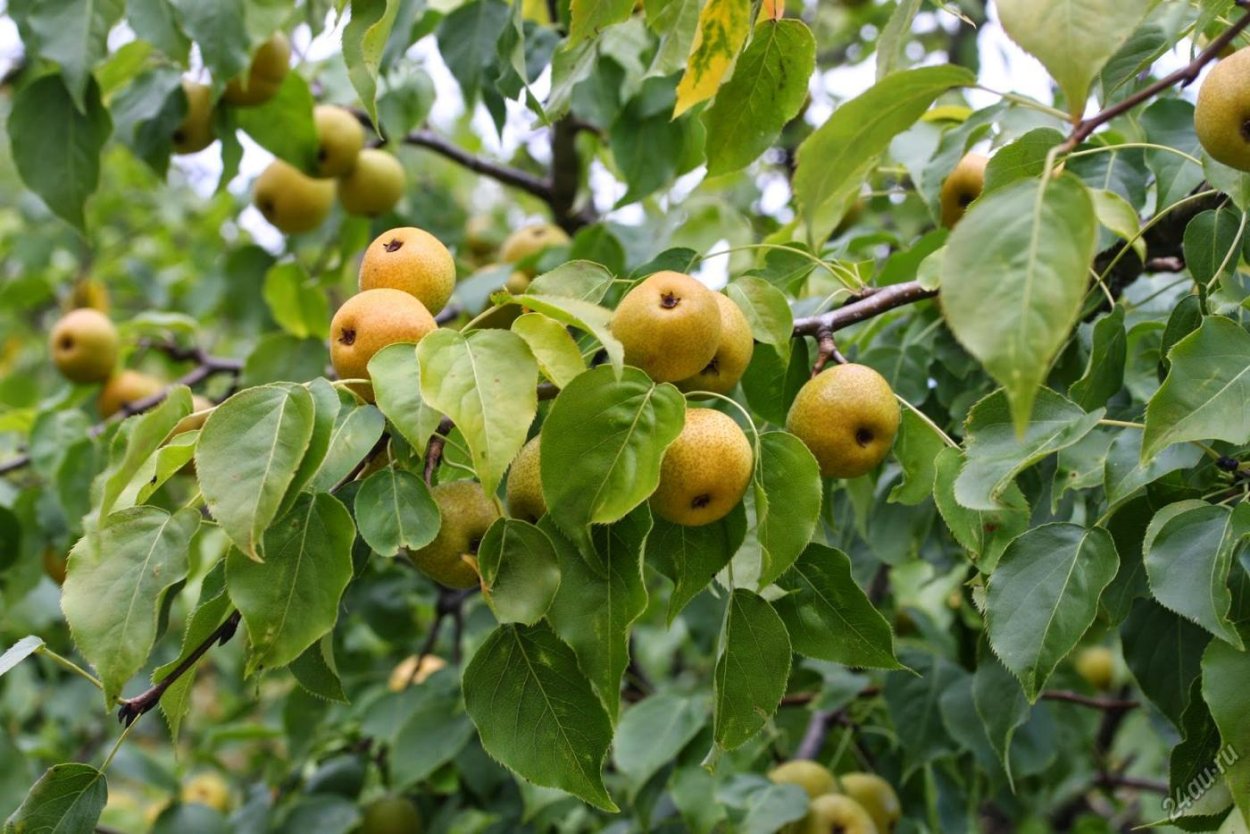 Маньчжурская груша
