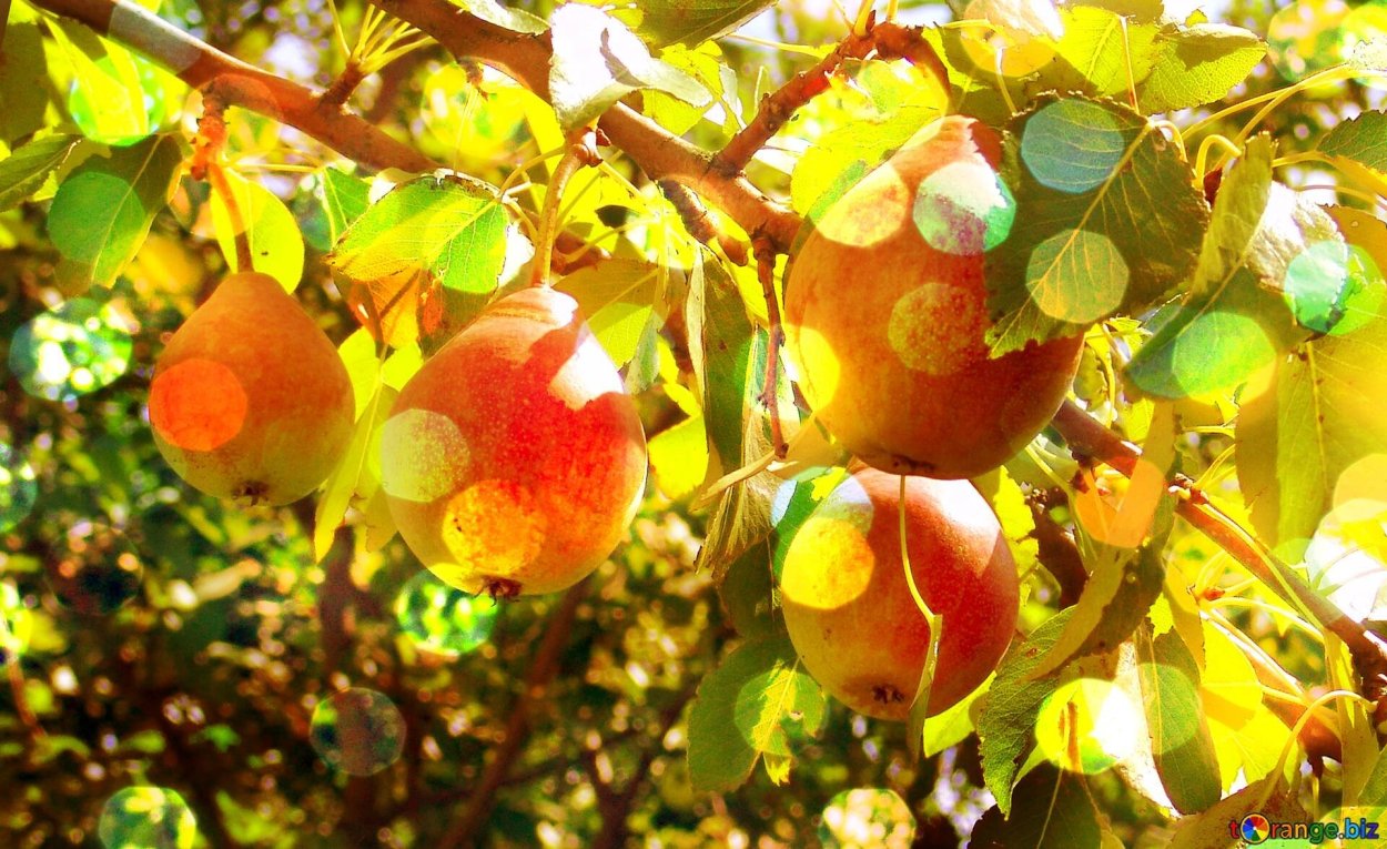 Груши сад осень