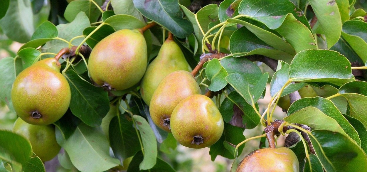 Лесная груша дичка