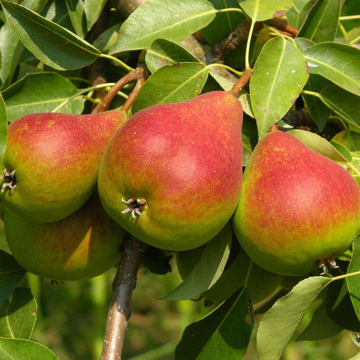 Груша любимица Клаппа