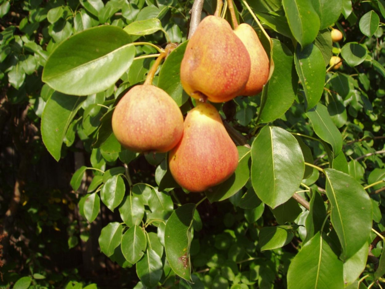 Груша сорт тонковетка