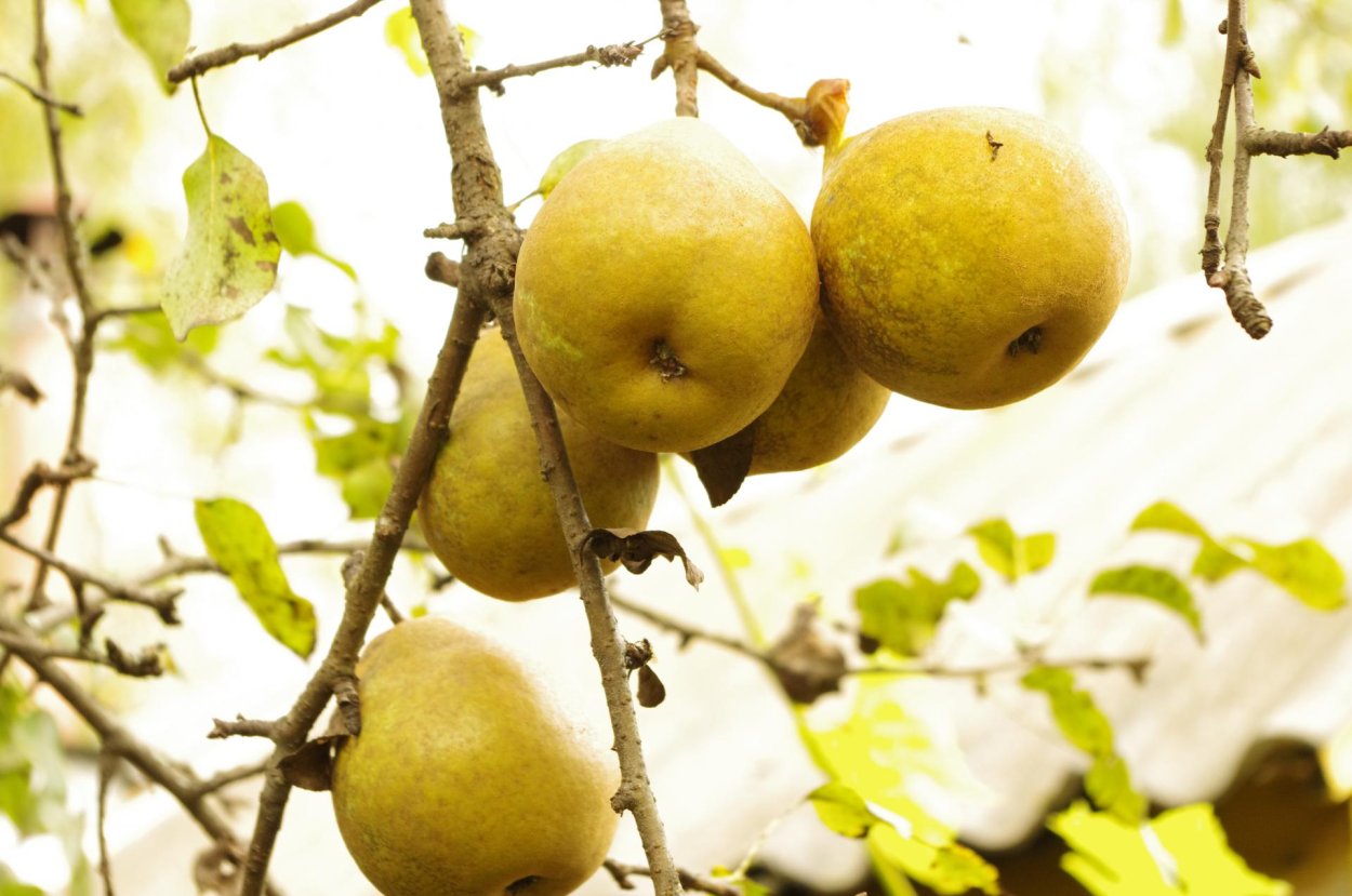 Сорт груши белолистка