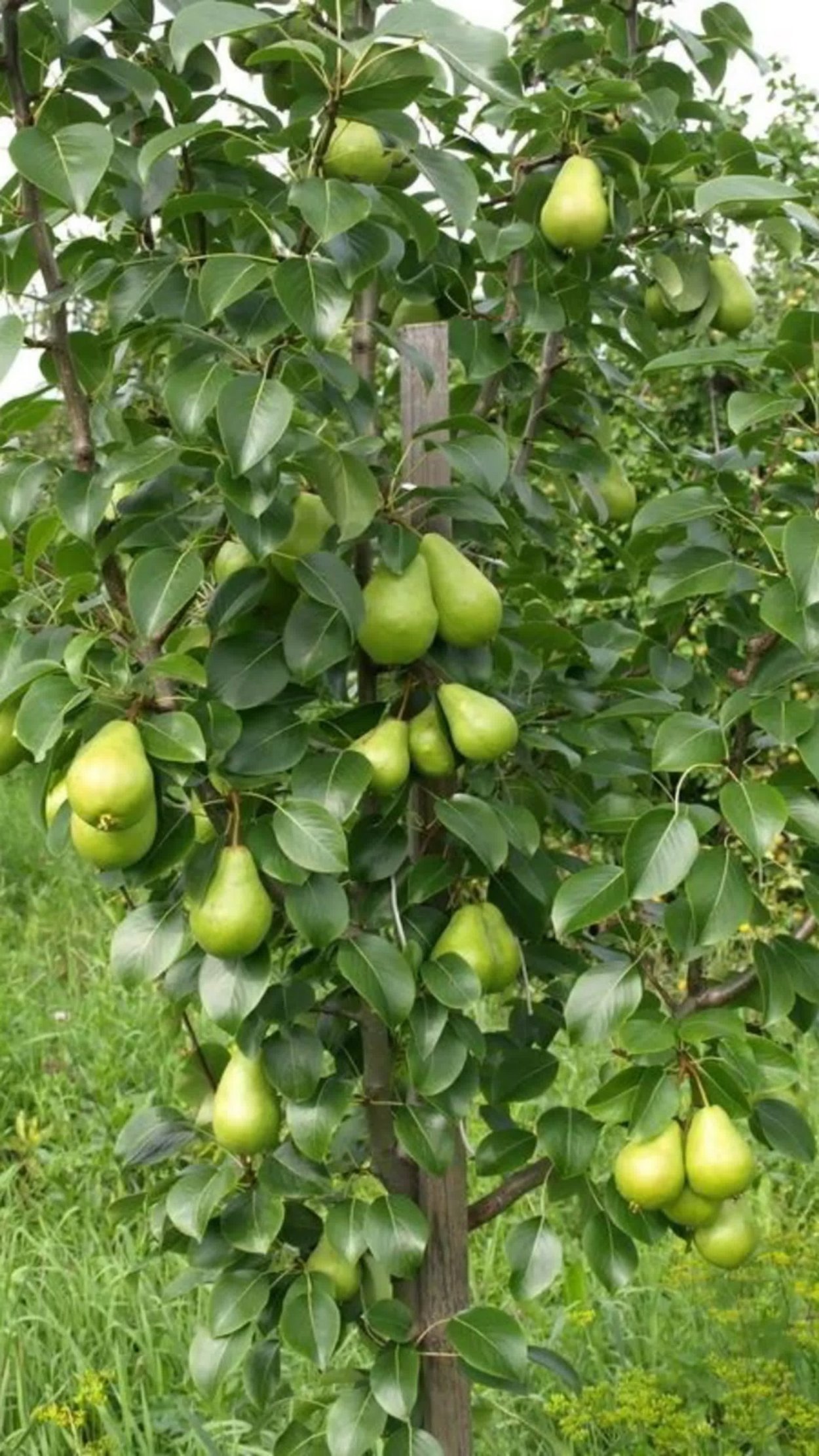 Груша обыкновенная Ларинское