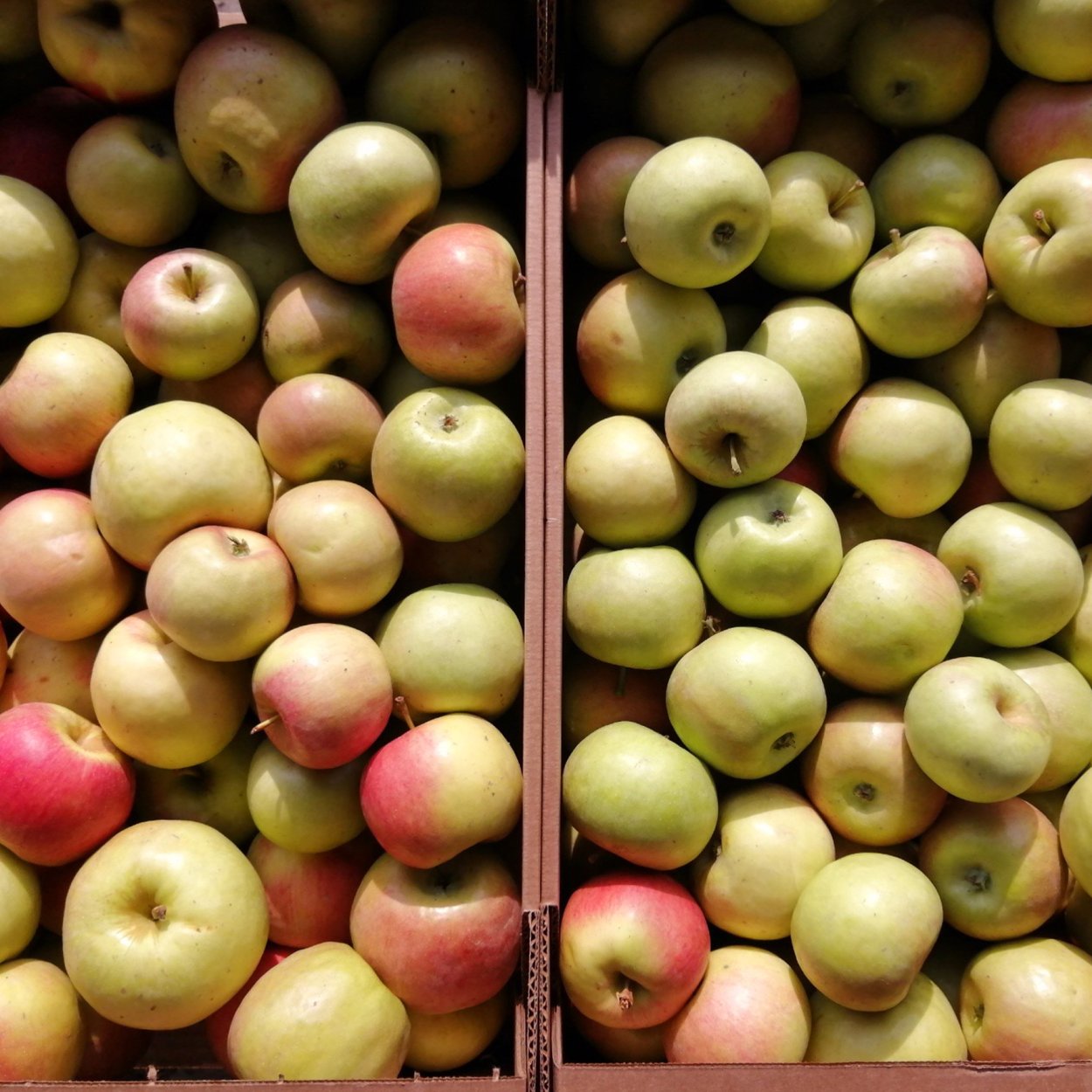 Ценники яблочки