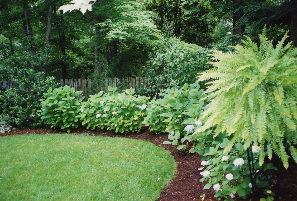 Рябинник рябинолистный в ландшафтном