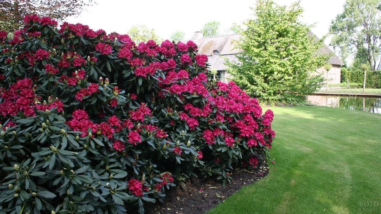 Волжанка и рододендрон