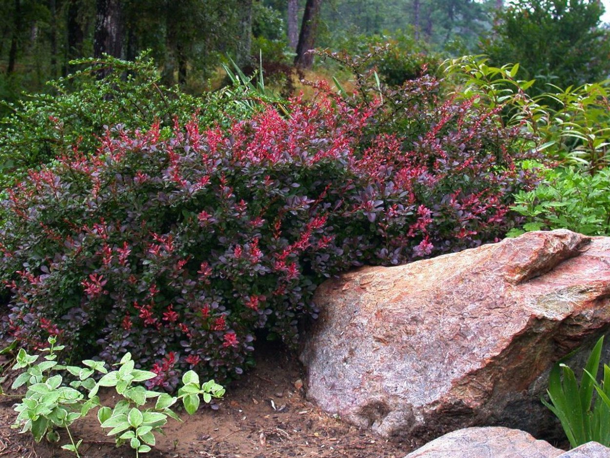 Барбарис Багатель изгородь