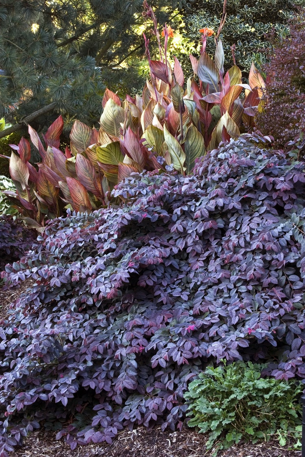 Вечнозеленые тенелюбивые многолетники