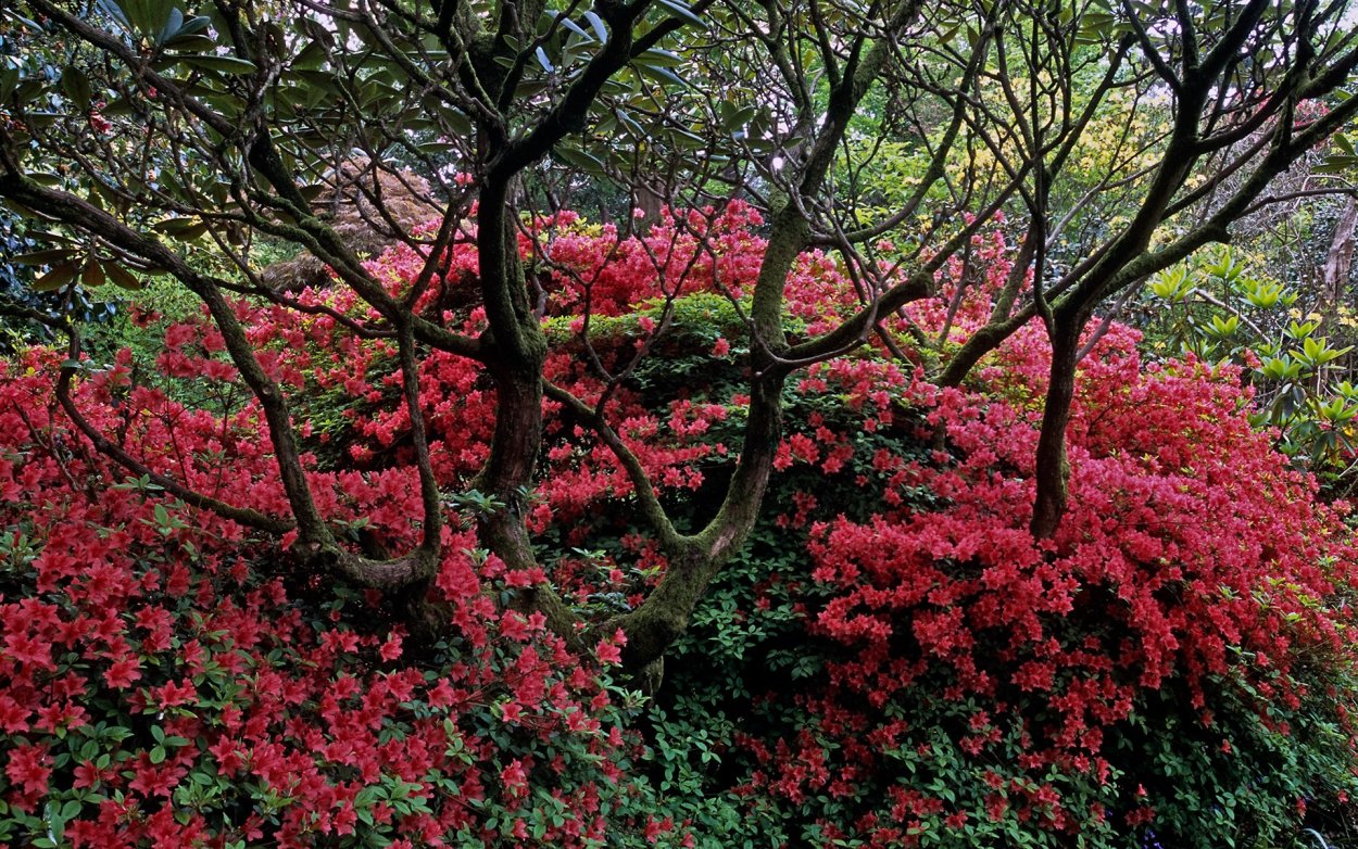 Растения Китая рододендрон