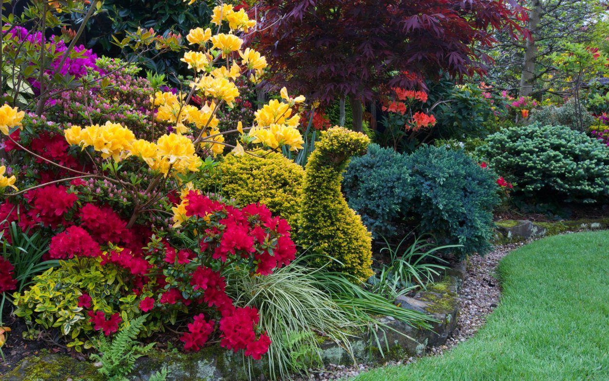 Пираканта в миксбордере