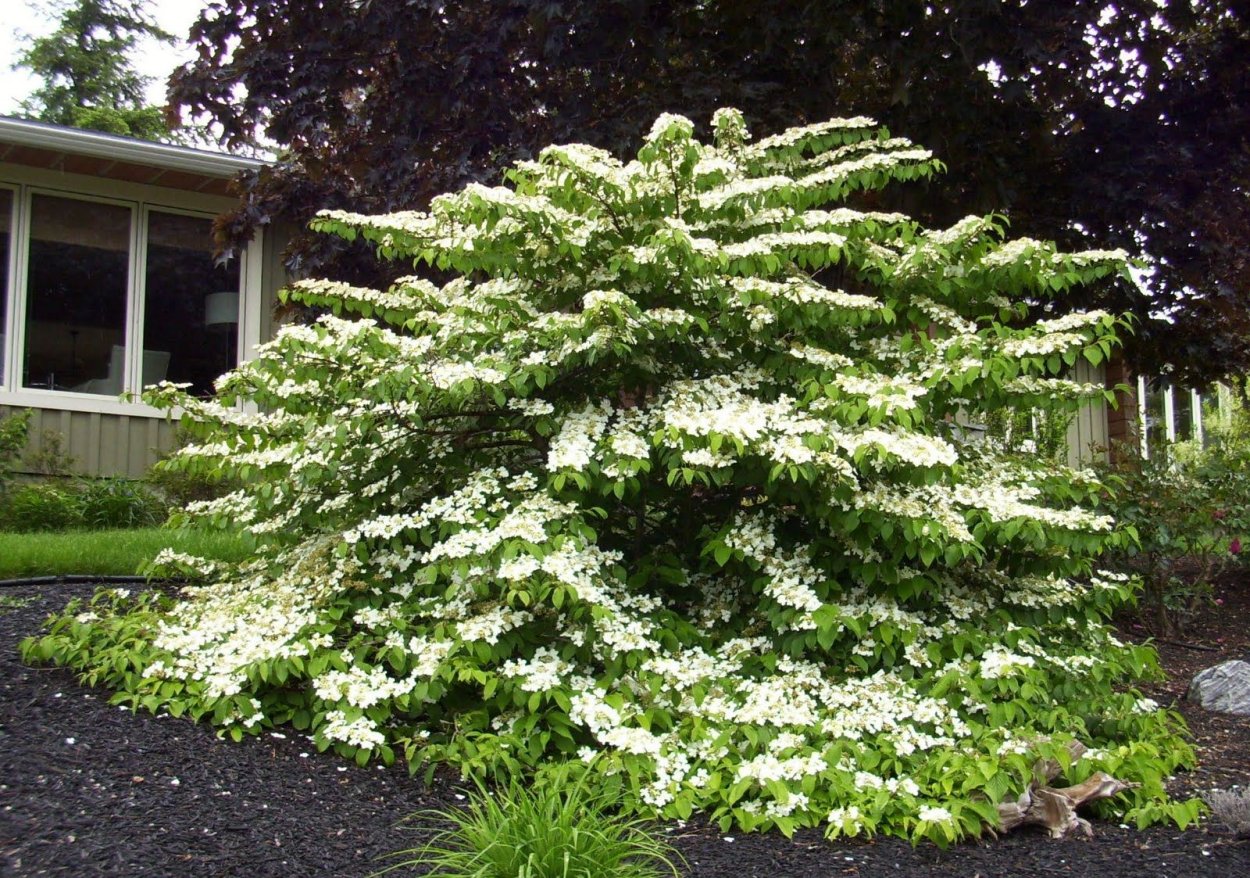 Калина складчатая 'Ватанабе' Viburnum plicatum 'watanabe'