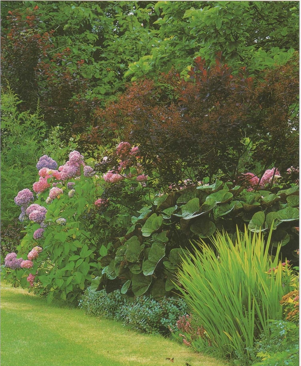 Миксбордер Сапелин