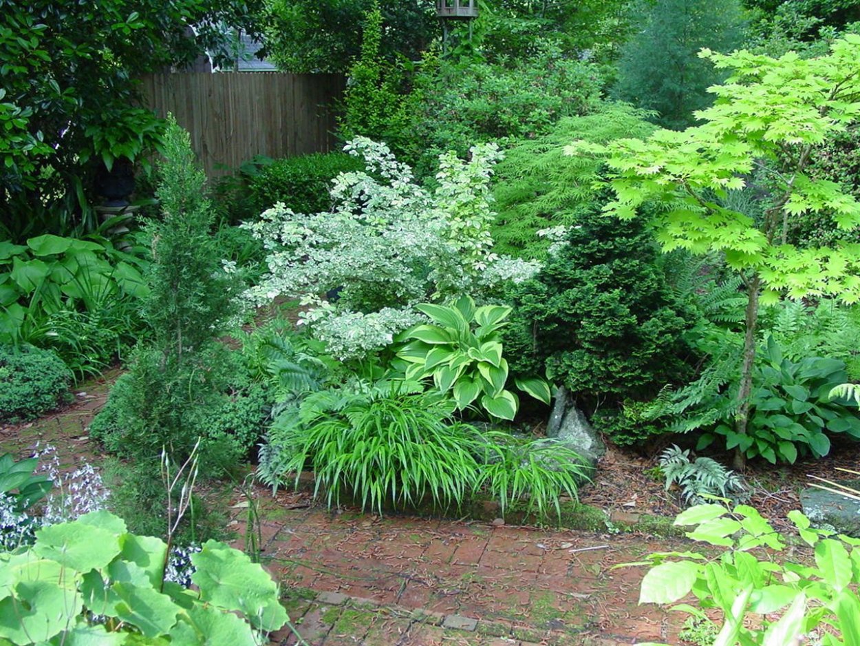 Папоротник роджерсия миксбордер