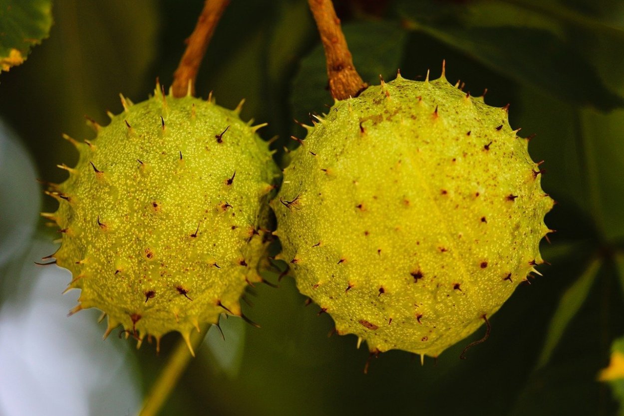 Каштан плод ШИПАСТЫЙ