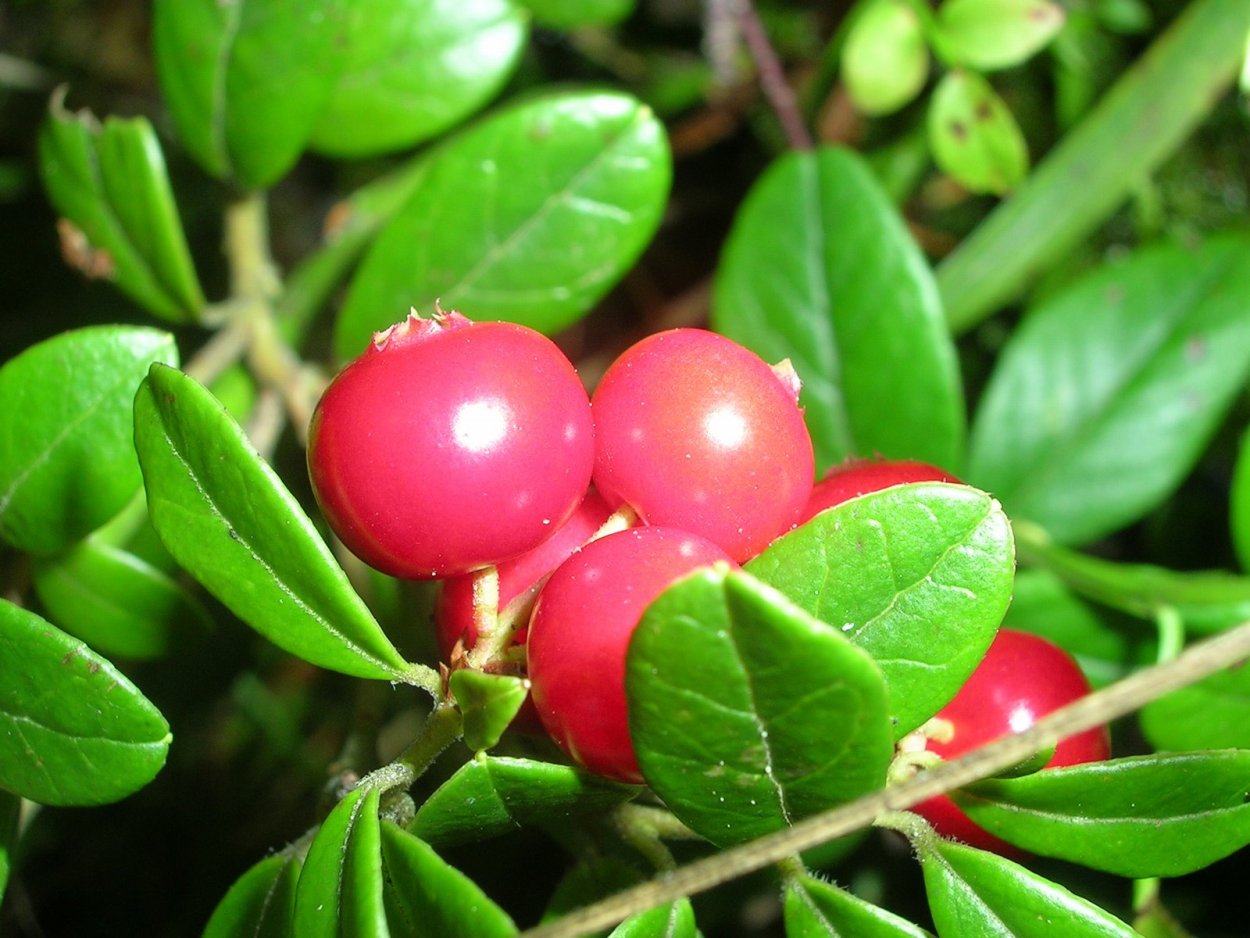 Красные ягоды названия