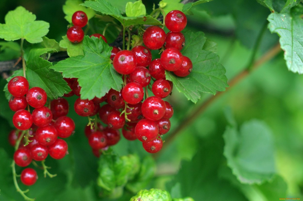 Ribes rubrum смородина красная куст