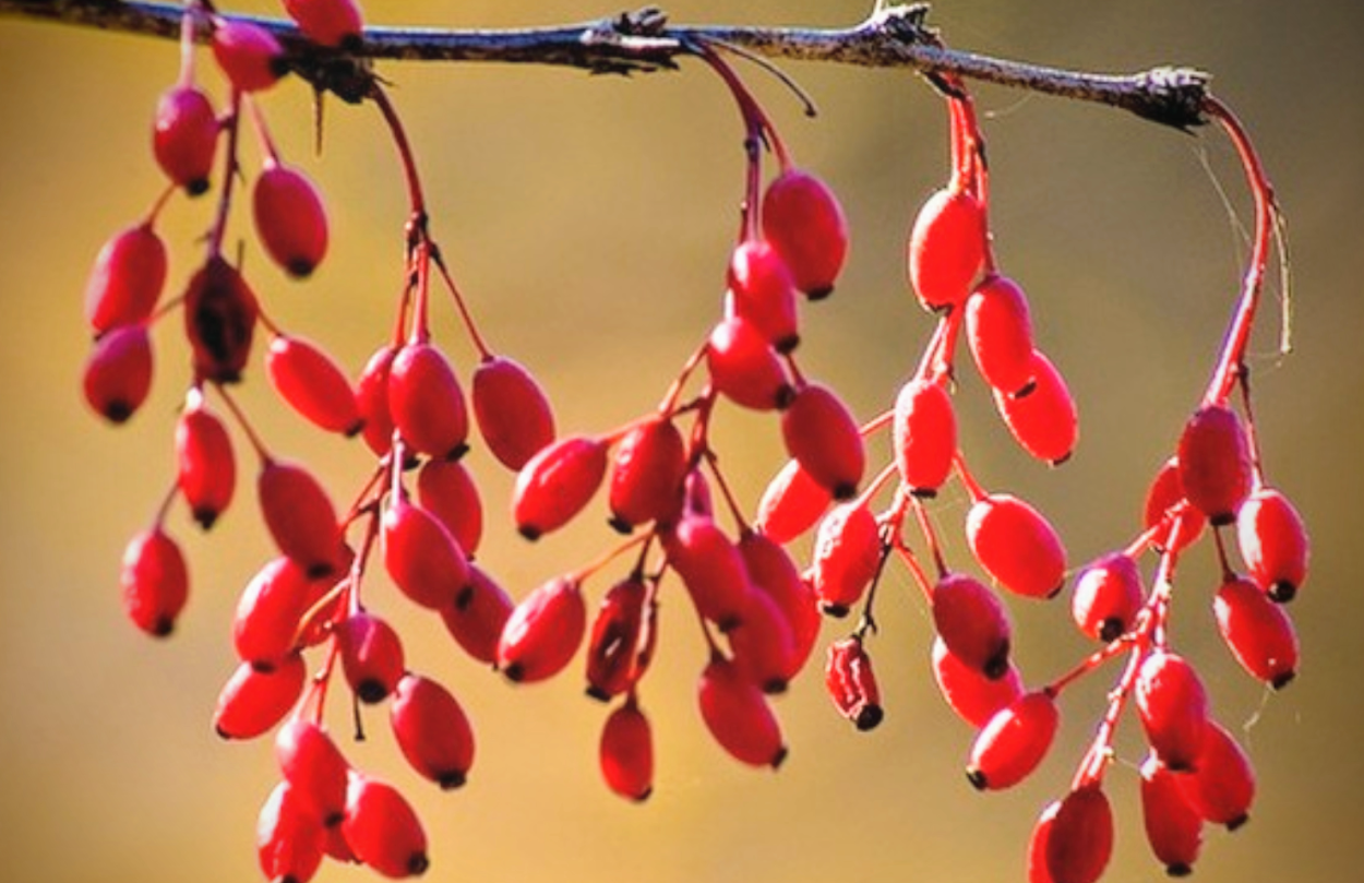 Барбарис красный ягоды