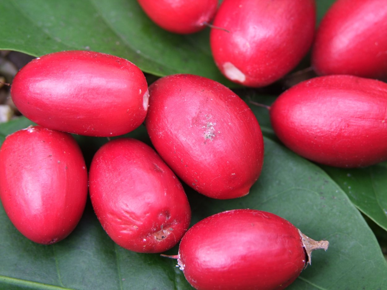 Synsepalum dulcificum