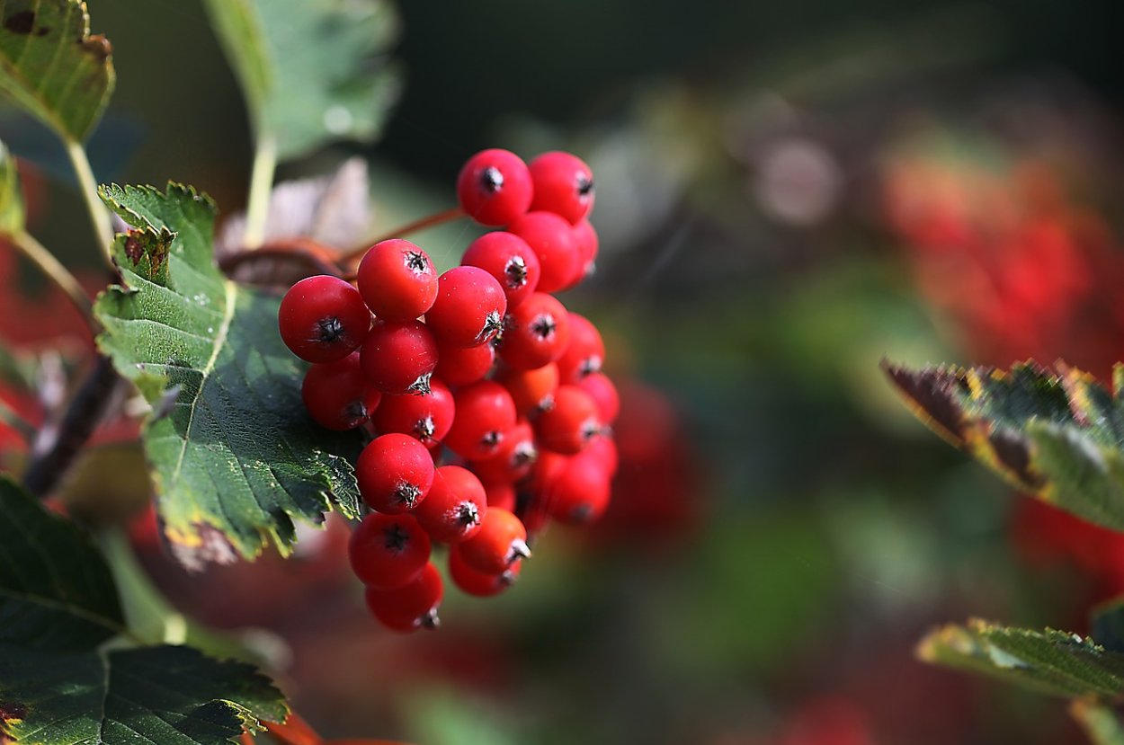 Красная луча ягода